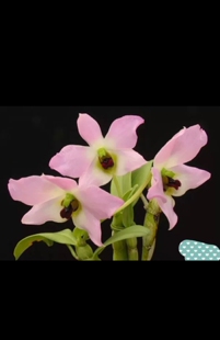 扁石斛Den. Perner X.N.Dang一盆4苗左右年货节发漏 trantuanii