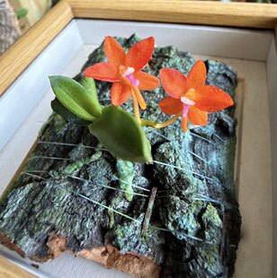 带花苞的菲律宾角心兰ceratocentron fesselii