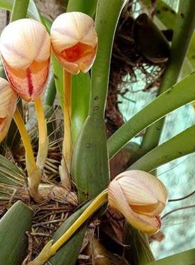 越南特有种狭氏石豆Bulb.hepii一板