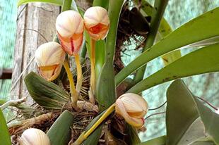 越南特有种狭氏石豆Bulb.hepii一板