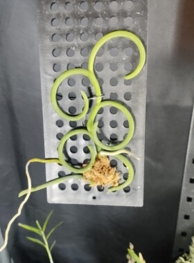 白鉄钉蘭異Papilionanthe teres var alba Rings