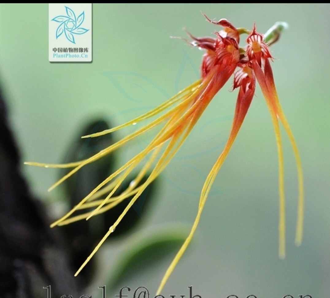 老挝斑唇卷瓣兰Bulbophyllum pecten-veneris,鲜花速递/花卉仿真/绿植园艺,国兰/杂交兰/洋兰类,淘宝优惠券,粉丝福利购,淘宝优惠卷