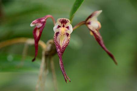 匍茎卷瓣兰‌#洋兰#石豆兰 Bulbophyllum emarginatum，