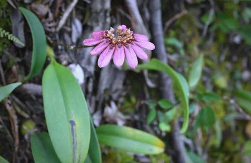 梳帽卷瓣兰Bulbophyllum andersonii (Hook. f.) J. J. Sm.