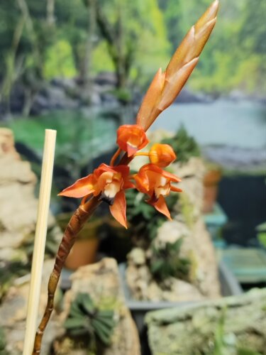 吉氏贝母兰又名红花贝母兰Coelogyne ecarinata一盆