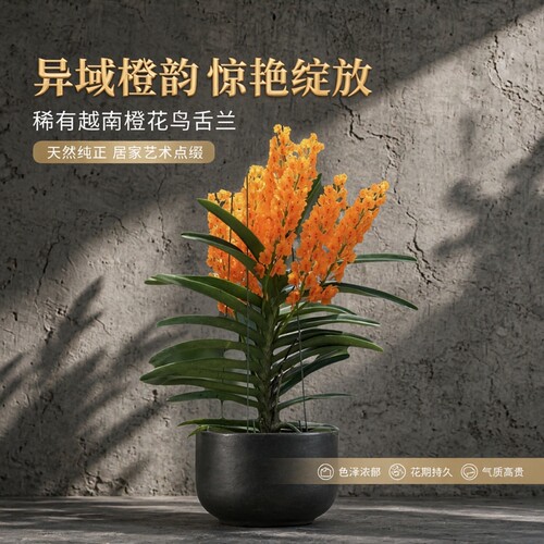 越南橙花鸟舌兰Ascocentrum miniatum Schltr.#百代兰#洋兰