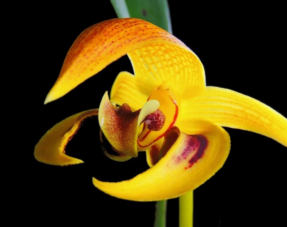 菲律宾迪尔石豆兰Bulbophyllum dearei 豆3-4苗一盆