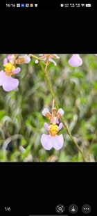 南美霍氏托伦兰Tolumnia hawkesiana#迷你文心兰#南美兰小型品种