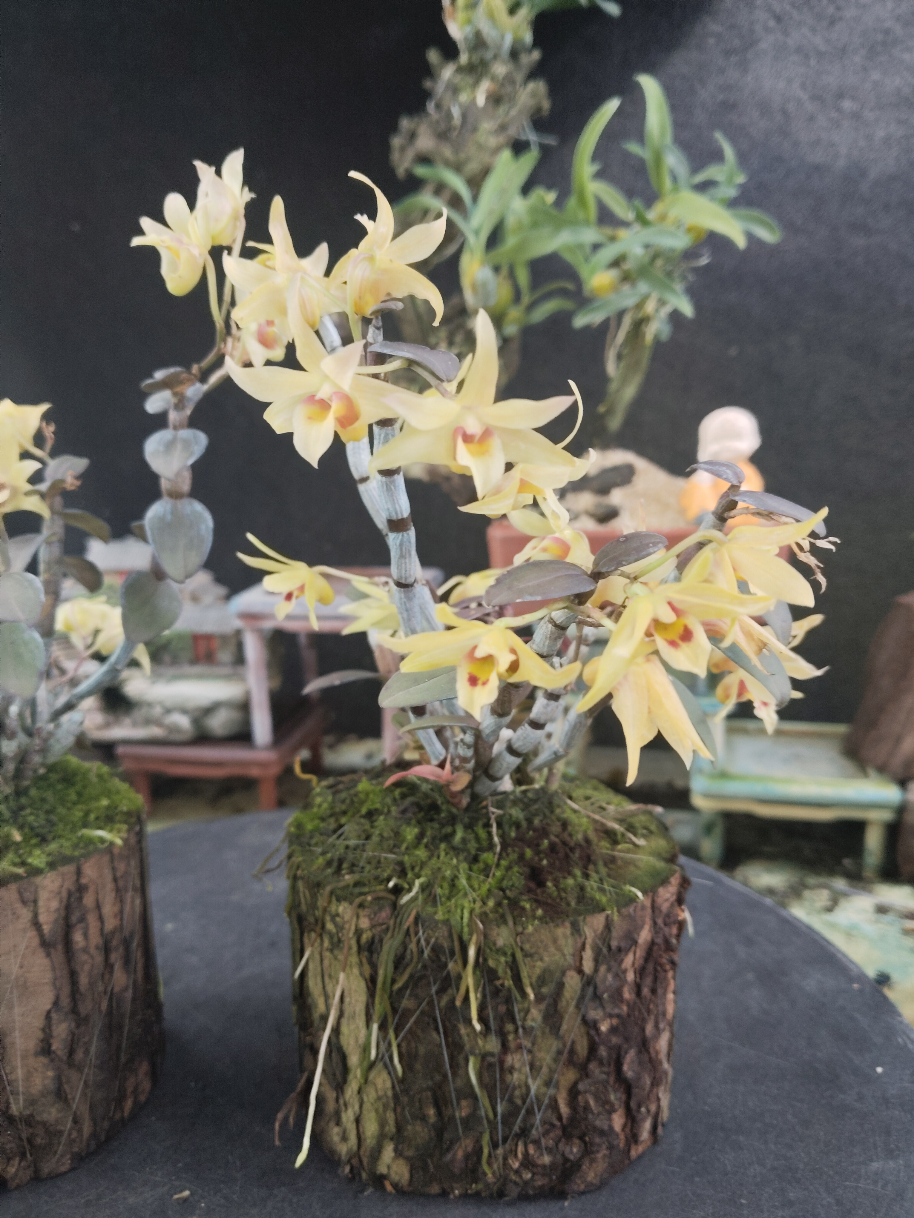 红杆铁皮石斛创意小板植一板或者一小木桩