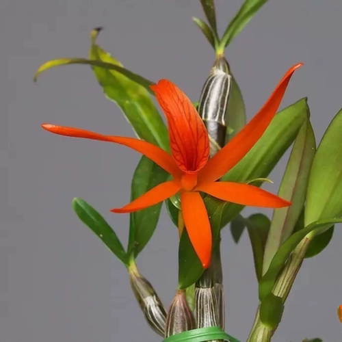 泰国迪克逊石斛Dendrobium dickasonii.1874#洋兰#石斛#附生兰