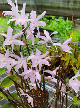 粉花广东石斛川大花Den. wilsonii Rolfe实生苗一盆