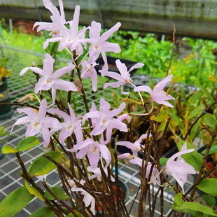 粉花广东石斛川大花Den. wilsonii Rolfe实生苗一盆