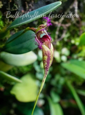 越南蜥蜴石豆兰Bulbophyllum fascinator8苗左右