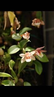 菱唇蛤兰Conchidium#热带雨林热植#附生兰#洋兰#迷你兰花