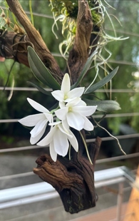 马达加斯加空船风兰Aerangis fastuosa#马岛风兰#空船风兰#洋兰