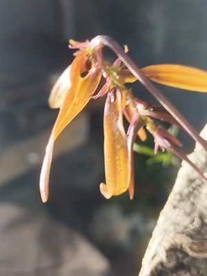 独舞的精灵双叶卷瓣兰Bulbophyllum wallichii Rchb. f.一板