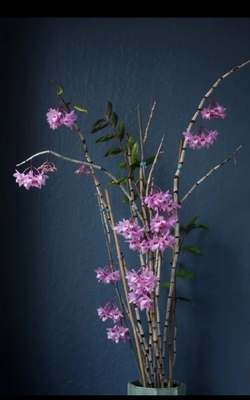 加里曼丹酷姆（堆积）石斛Dendrobium cumulatum Lindl