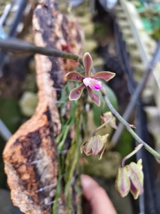 越南尖囊蝴蝶兰Phalaenopsis braceana (Hook. f.) Christenson