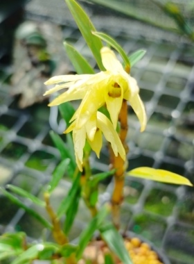 黄花铜皮石斛Dendrobium moniliforme moniliforme