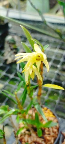 黄花铜皮石斛Dendrobium moniliforme moniliforme
