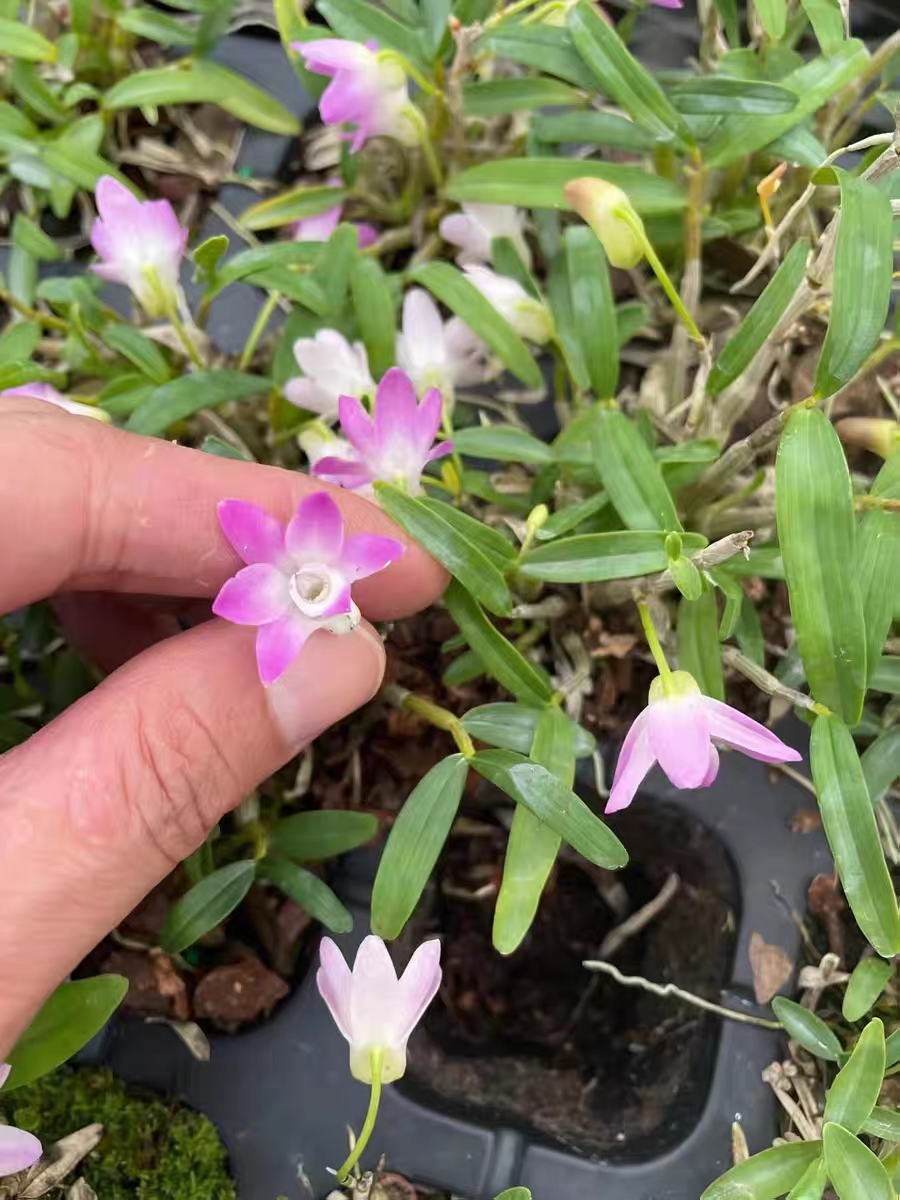 红花米斛粉红色带原盆种植3年以上一盆