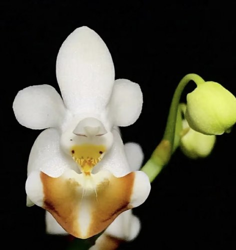 越南原种洛比蝴蝶兰小兔子蝴蝶兰Phalaenopsis lobbii