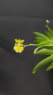 南美扇叶文心兰Erycina pusilla (L.) N.H.Williams & M.W.Chase