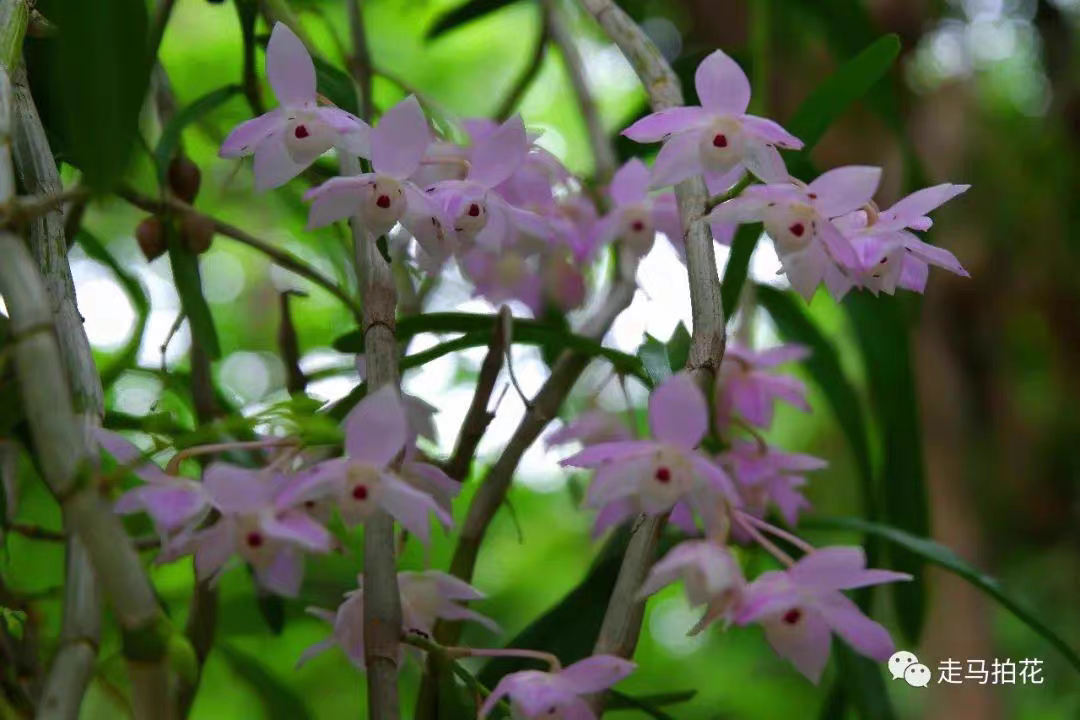 重唇石斛小金鱼石斛Den.hercoqlossum