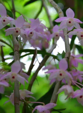 重唇石斛小金鱼石斛Den.hercoqlossum