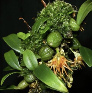 泰国聚珠石豆兰Bulbophyllum sutepense