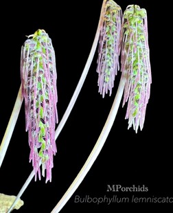 婆罗洲冕旒石豆兰Bulbophyllumlemniscatoides#雨林缸热植#石豆兰