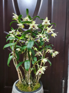 滇桂石斛Den. scoriarum广西石斛自育扦插苗一盆