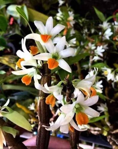 泰国糙舌石斛Dendrobium scabrilingue #石斛兰刚种上没服盆呢