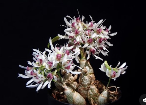 泰国勃固（土豆）石斛Dendrobium peguanum Lindl. 1859 #洋兰