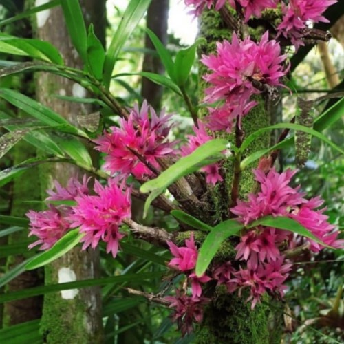 新几内亚红长袍石斛#珊瑚石斛Dendrobium bracteosum