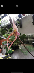 苏拉威西石豆兰Bulbophyllum sulawesii#雨林缸热植#石豆兰