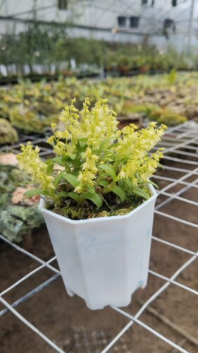红珠石斛草石斛单葶草石斛Dendrobium porphyrochilum Lindl