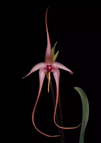 印尼棘唇石豆兰 Bulbophyllum echinolabium
