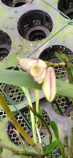 praecinctum 红边石斛独龙石斛 den.