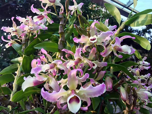 越南扭瓣石斛Dendrobium tortile Lindley 七彩扭瓣石斛