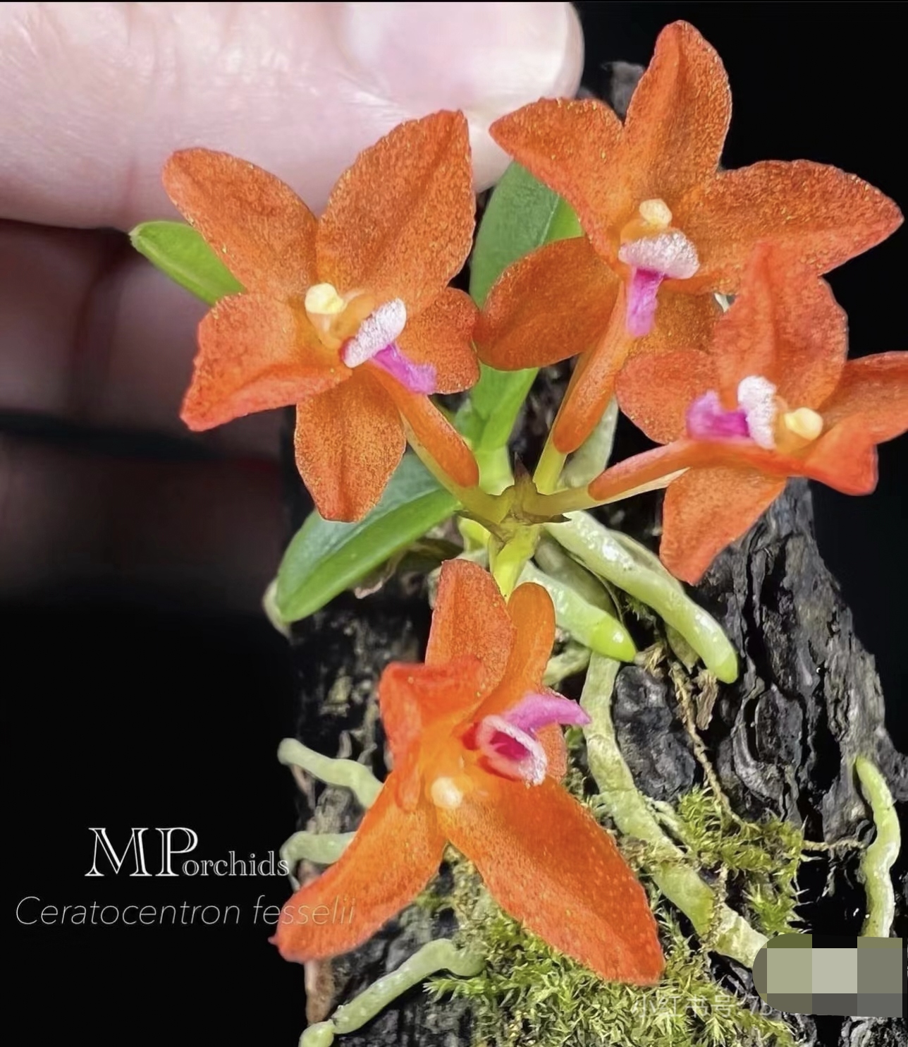 带花苞的菲律宾角心兰ceratocentron fesselii