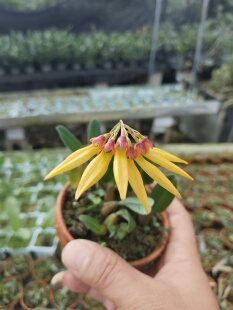 藓叶卷瓣兰Bulbophyllumretusiusculum#雨林缸热植#附生兰#石豆兰