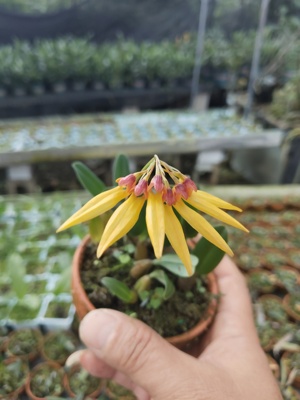藓叶卷瓣兰Bulbophyllumretusiusculum#雨林缸热植#附生兰#石豆兰