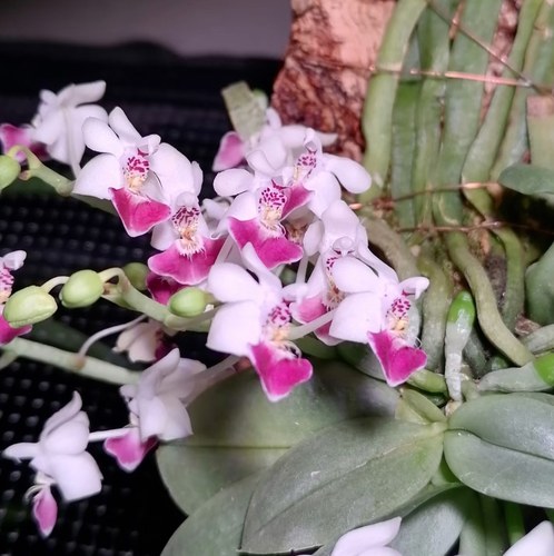 泰国帕氏蝴蝶兰Phalaenopsis parishii派瑞许蝴蝶兰一板