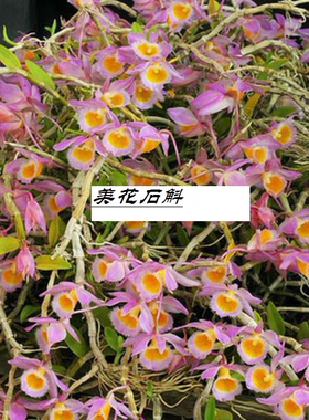 广西美花石斛Den.loddigesii一盆