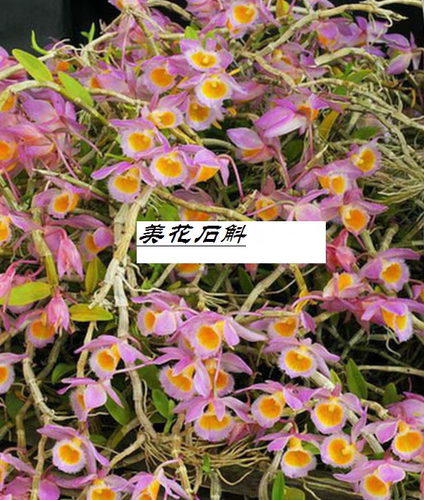广西美花石斛Den.loddigesii一盆