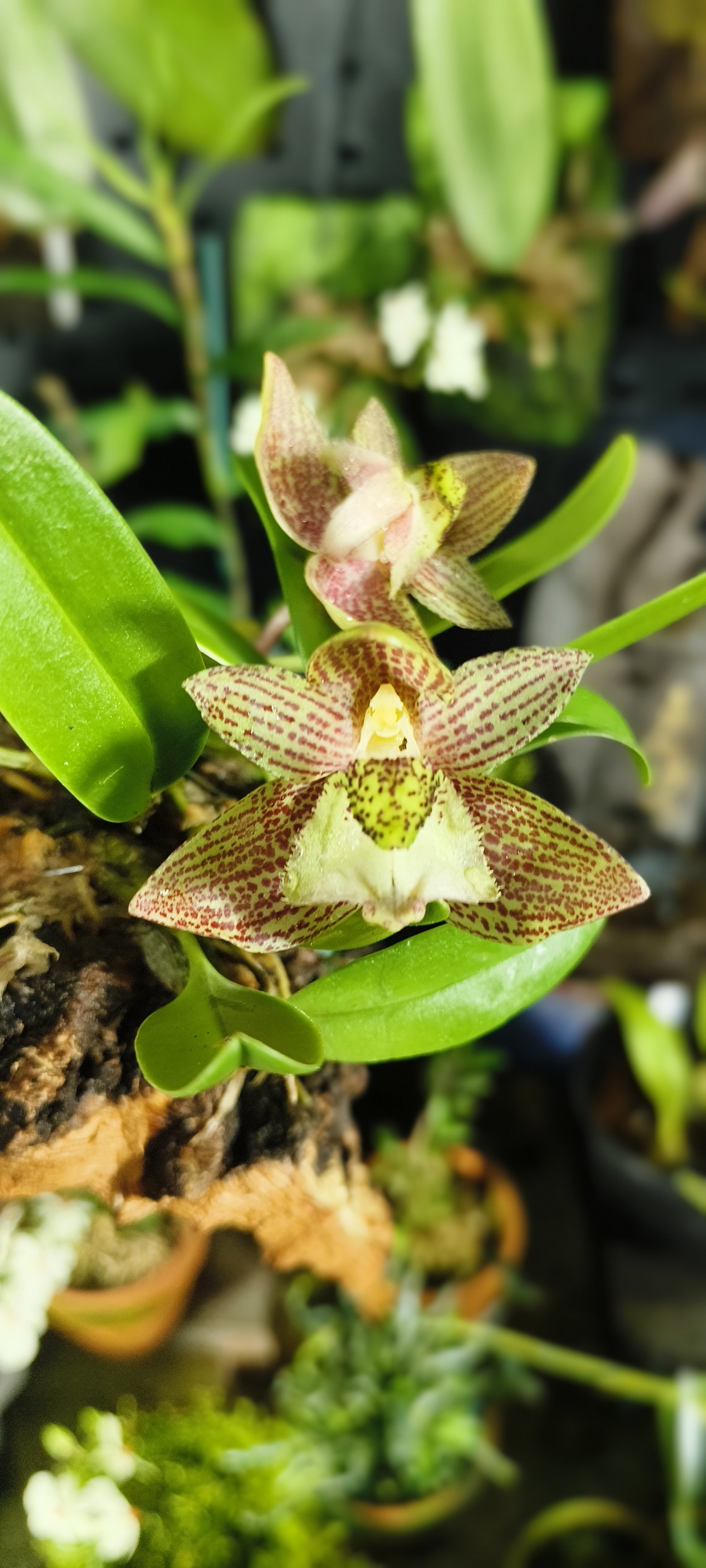 长足石豆兰(Bulbophyllum pectinatum Finet