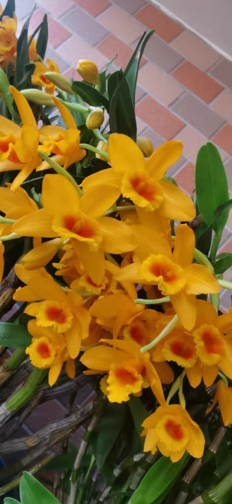 云南黄橙石斛Den.denneanum桩植种活的一份#石斛兰#附生兰,鲜花速递/花卉仿真/绿植园艺,国兰/杂交兰/洋兰类,淘宝优惠券,粉丝福利购,淘宝优惠卷