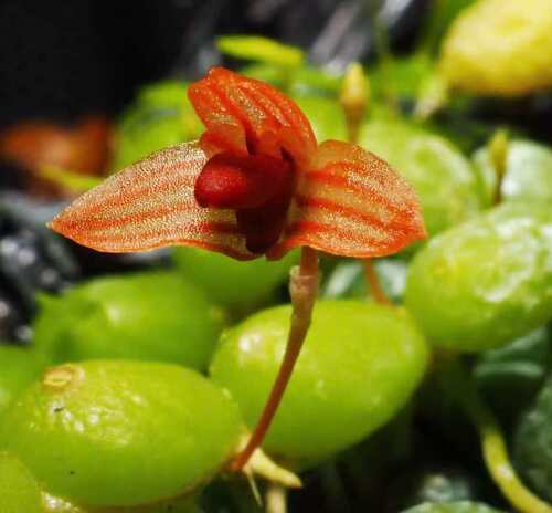Bulbophyllummoniliforme 泰国进口迷你小型石豆兰雨林缸植物