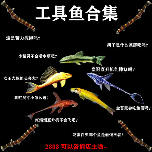 小精灵除藻胡子鱼直升机鱼异形鱼